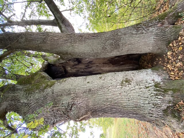 Original photograph of the hollow split trunk of Kobzova lípa